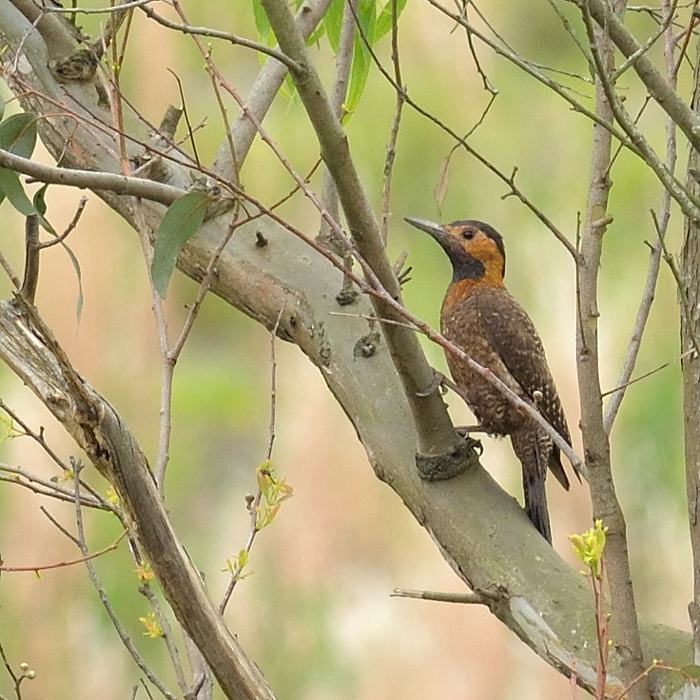 Camposgrondspecht